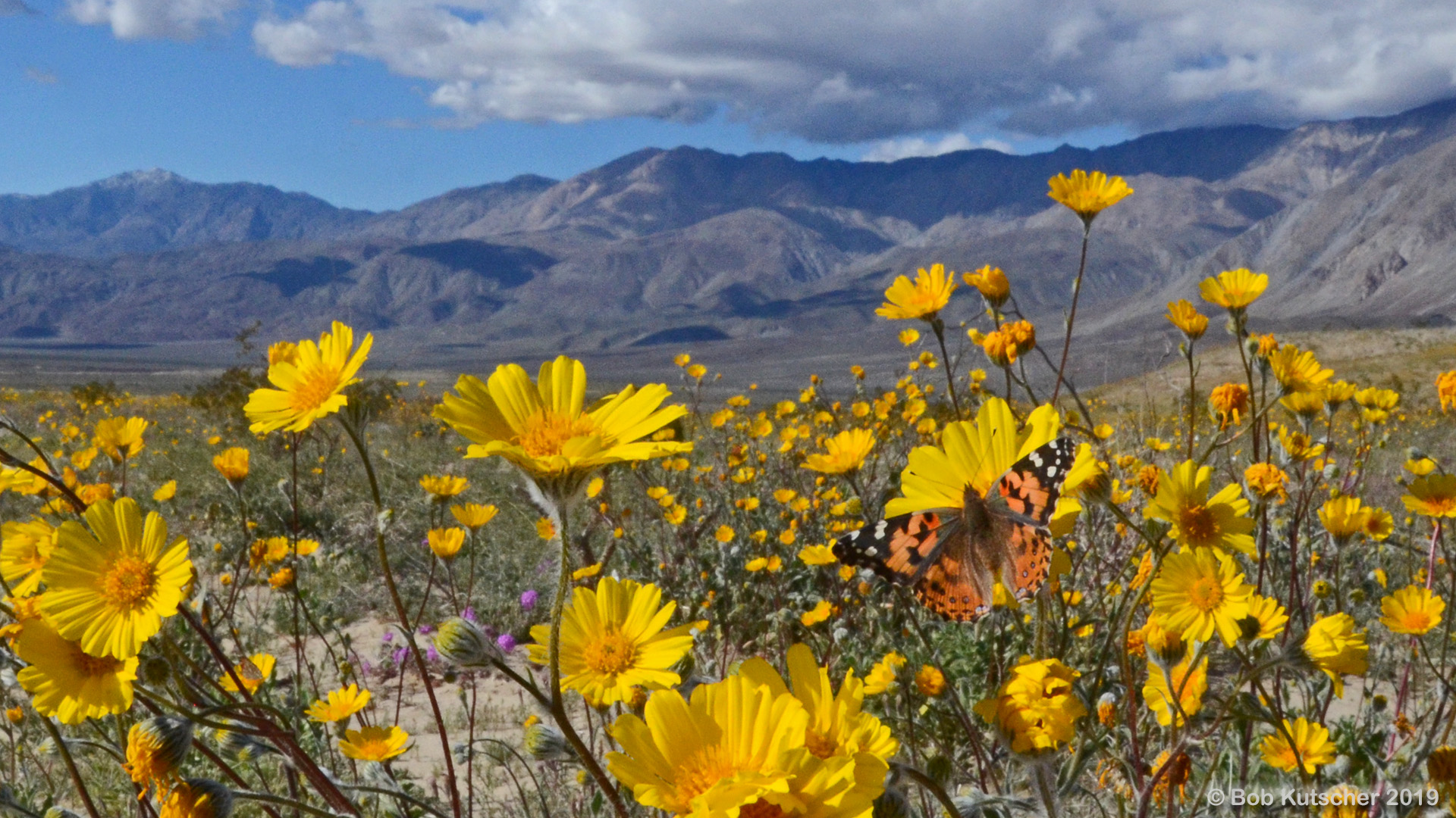Borrego Springs, CA Superbloom 2019